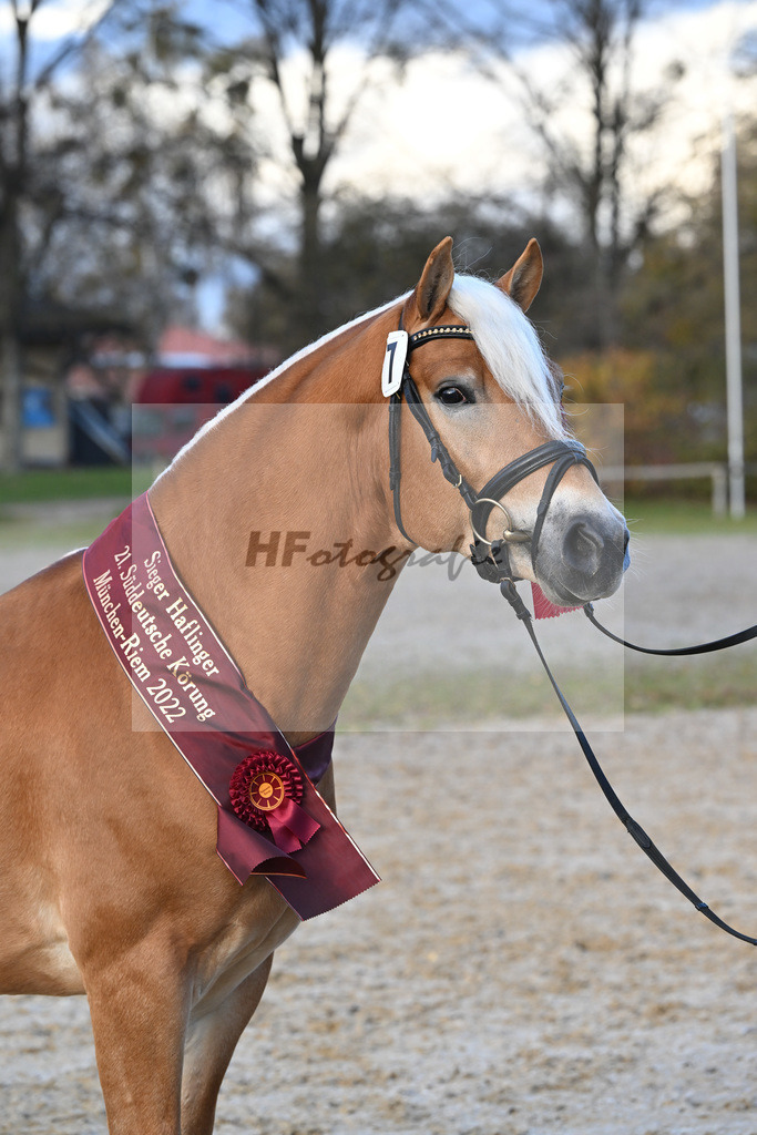 Kat-Nr. 7 Nachtprinz v. Nachtstolz_Schwarz_60221689 | hf-fotografie - Realisiert mit Pictrs.com