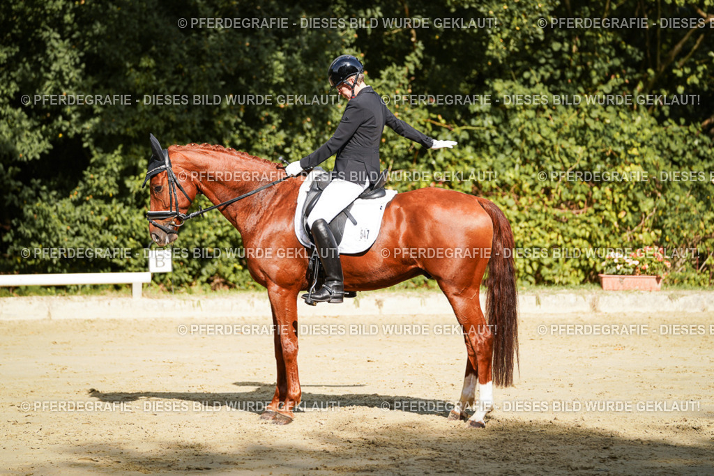 DSC08642 | Pferdegrafie