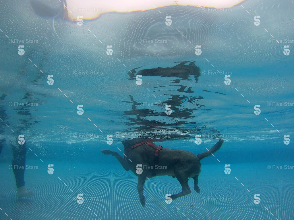 DSC00523_mitLogo8 | Five Stars Fotografie und Videografie fängt Ihre besonderen Momente mit atemberaubenden Bildern und hochwertigen Videos ein. Perfekt für Hochzeiten, Events und mehr – lassen Sie sich von unserer Expertise und Kreativität begeistern.