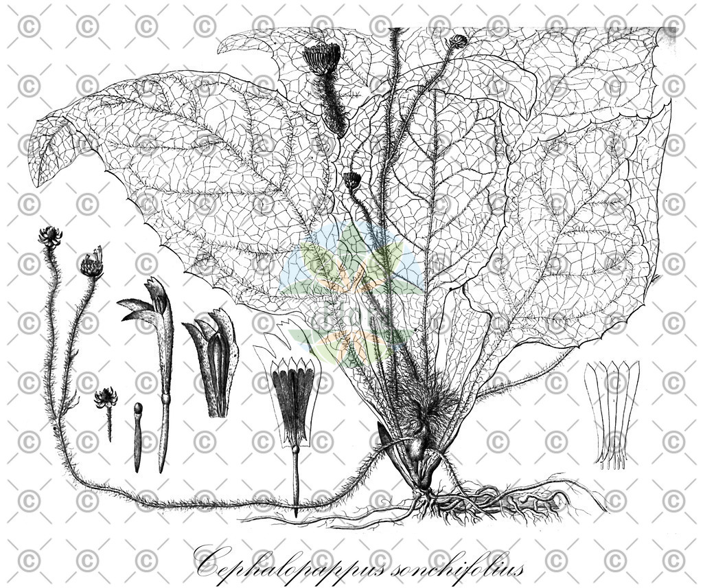 HistAbb_wfo-0000594912_1_ENZY_Simple | Historische Abbildung von Cephalopappus sonchifolius - Asteraceae | Historical Illustration of Cephalopappus sonchifolius - Asteraceae