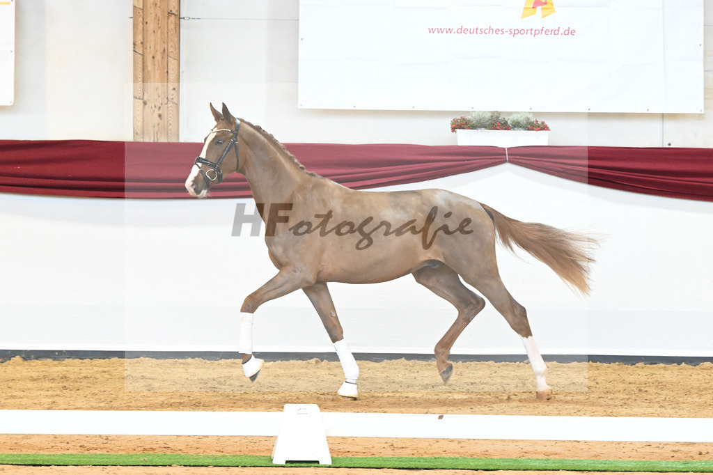 Kat-Nr. 5 v. Benicio_Wille_66221626 | hf-fotografie - Realisiert mit Pictrs.com