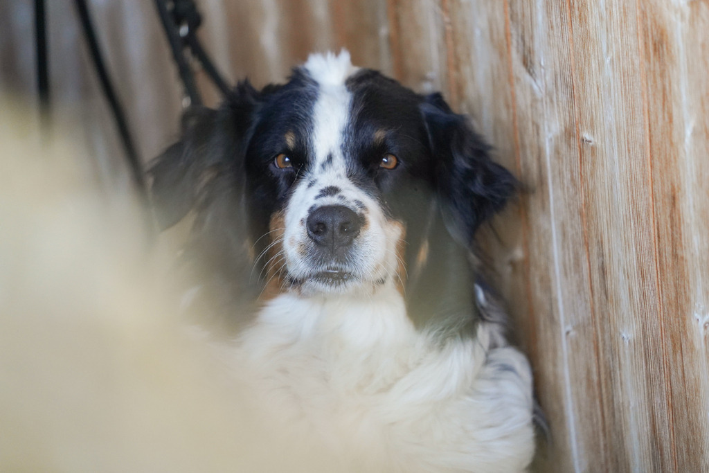 DSC00055 | Pferdegrafie