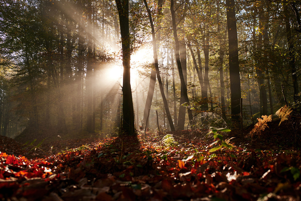 Sonnenstrahlen im Wald | Burgenland, Austria - November 03, 2019: Sonnenstrahlen im Wald, im Vordergrund Waldboden. - Realisiert mit Pictrs.com