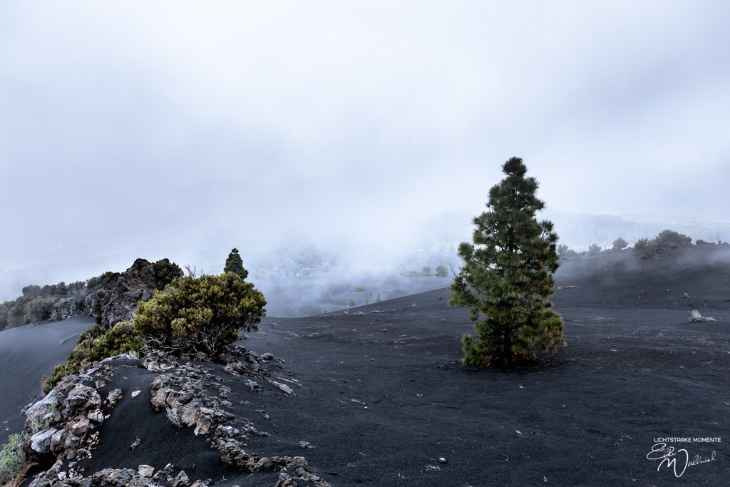 20250318-145320 LA PALMA_019-1 | Herzlich willkommen auf meiner Seite! Ich bin Elke Wallnisch, Deine Fotografin für lichtstarke Momente. Der Name steht für alles, was mich mit der Fotografie verbindet: Das Licht und seine machtvolle Wirkung auf eine Situation oder unsere Stimmung - Realisiert mit Pictrs.com