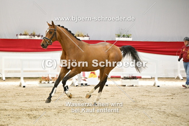050_Conthargos - Corland_960_4185 | Björn Schroeder Pferdefotografie