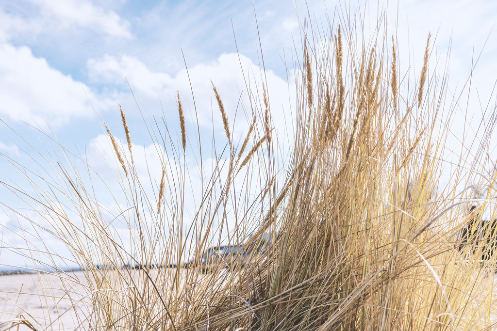 Strandhafer im Morgenlicht – Klarer Küstenmoment in Damp | Dieses Wandbild aus Damp zeigt hochstehenden Strandhafer, der im warmen Morgenlicht seine feinen Halme über dem hellen Strand erhebt. Die zarten Spitzen fangen das erste Licht des Tages ein und wirken wie kleine, goldene Akzente vor dem weiten Himmel. Das Motiv fängt einen stillen Moment ein, in dem die Natur erwacht, das Licht weich über die Landschaft gleitet und die Küste ihre klare, nordische Ruhe zeigt.