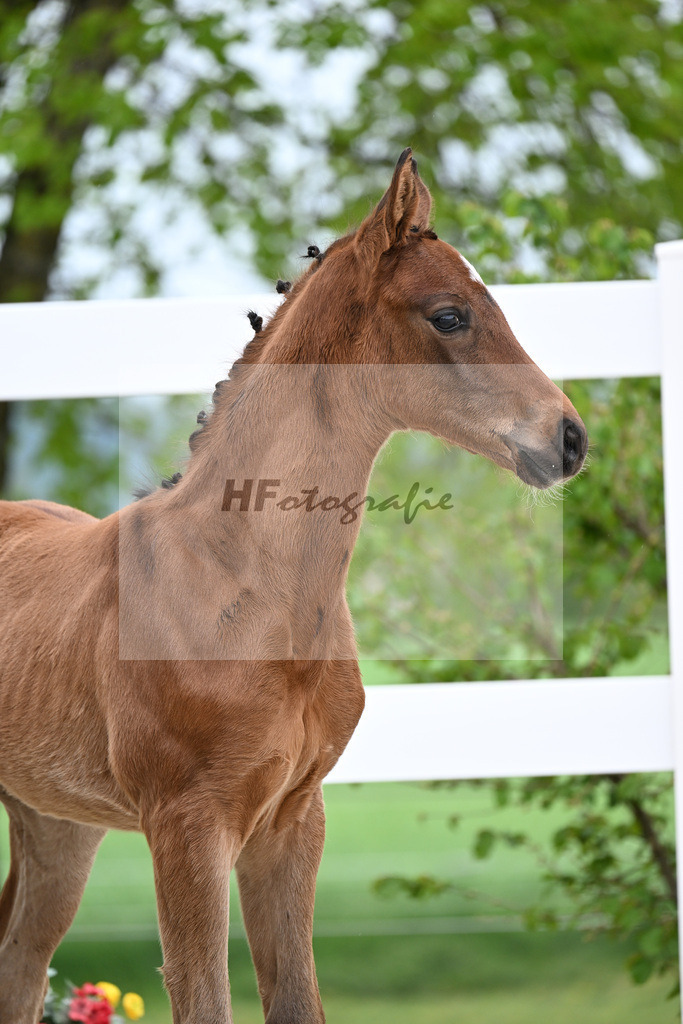 Kat-Nr. 25 HF La Paix x Jovian_Schepper_23261014 | hf-fotografie - Realisiert mit Pictrs.com