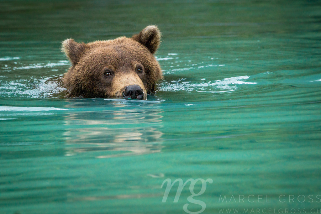 Portrait of a Grizzly bear swimming in turquoise water in Lake Clark National Park, Alaska | Portrait of a Grizzly bear swimming in turquoise water in Lake Clark National Park, Alaska - Realisiert mit Pictrs.com