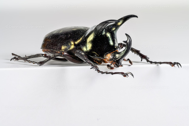 HDT1010341S80c | gluon-press - Realisiert mit Pictrs.com