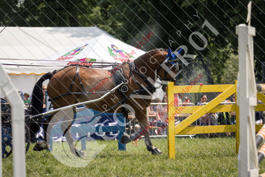 IMG_8641 | Sport-, Event- und Tierfotos in Profiqualität. Einfach auswählen, bestellen und herunterladen. Dein Moment – perfekt festgehalten.