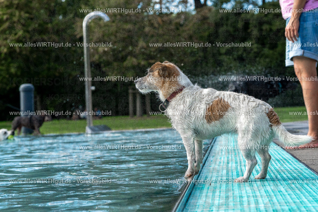 Hundeschwimmen_Volksbad_2026-allesWIRTHgut_Tierfotografie-2609061501-FAY07065 | Professionelle Tierfotografie in Mönchengladbach von Daniel Wirth (allesWIRTHgut). Liebevolle & natürliche Bilder von Hunden & Katzen für unvergessliche Erinnerungen.