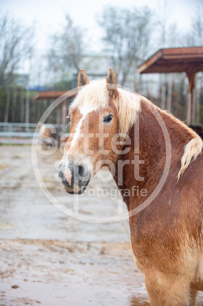 DSC_3044 | sattelsport - Realisiert mit Pictrs.com