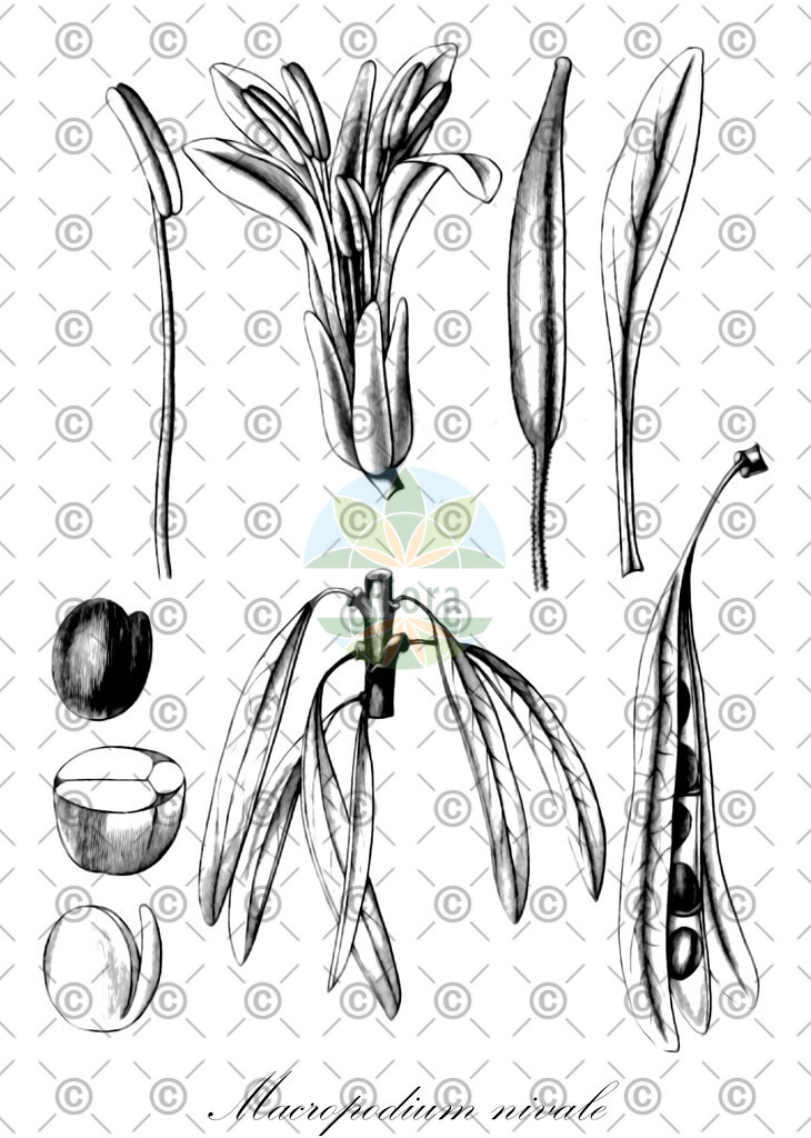 HistAbb_wfo-0000185041_1_ENZY_Simple | Historische Abbildung von Macropodium nivale - Brassicaceae | Historical Illustration of Macropodium nivale - Brassicaceae