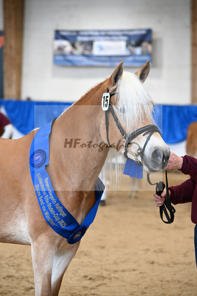 Bl. Band Kat-Nr. 15 Bambi v. Bon Jovi_Stange Haflingergestuet_48251507 | hf-fotografie - Realisiert mit Pictrs.com