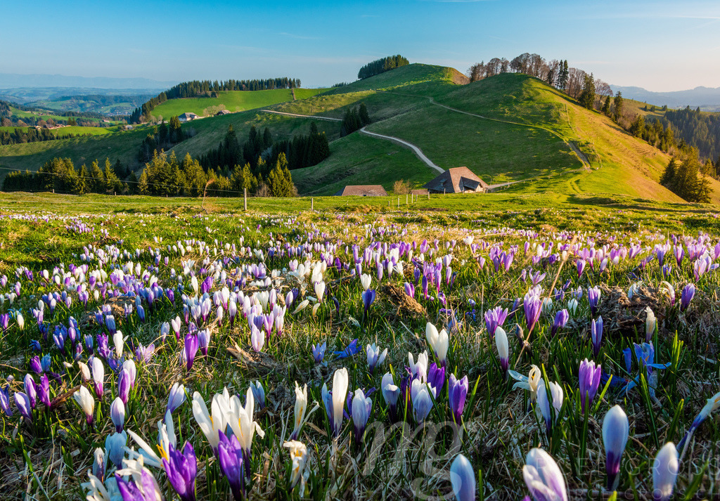 Bauernhof auf dem Rämisgummen während der Krokusblüte, Emmental | Die ideale Geschenkidee für Naturliebhaber. Naturbilder von Marcel Gross Photography für ihr Zuhause in den verschiedensten Formaten und Materialien. - Realisiert mit Pictrs.com