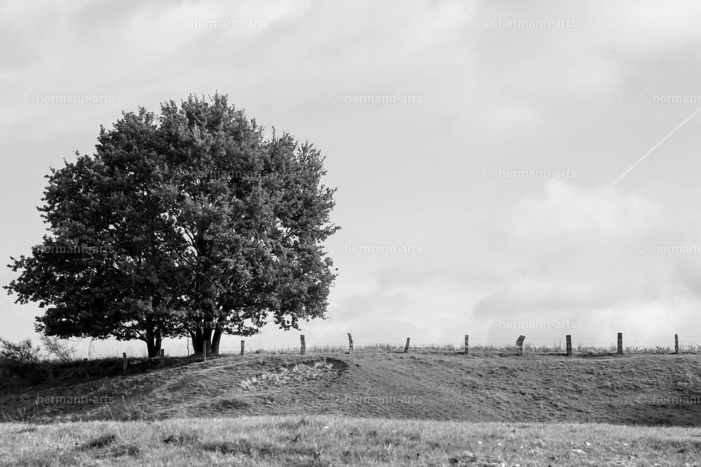 Trees_fine_Art_0006 | Photo Foto Kunst Art schwarzweiss Bilder Rheine Münster Berlin Blumen 