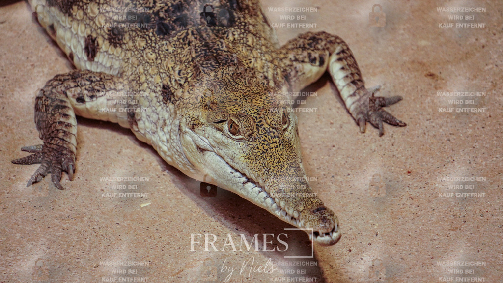 Krokodil | Frames by Niels – Fotograf aus Wassenberg (Nähe Mönchengladbach). Natürliche Fotos von Menschen, Tieren, Produkten und Architektur. Outdoor-Shootings & professionelle Prints direkt im Shop bestellen oder vor Ort buchen. - Realisiert mit Pictrs.com