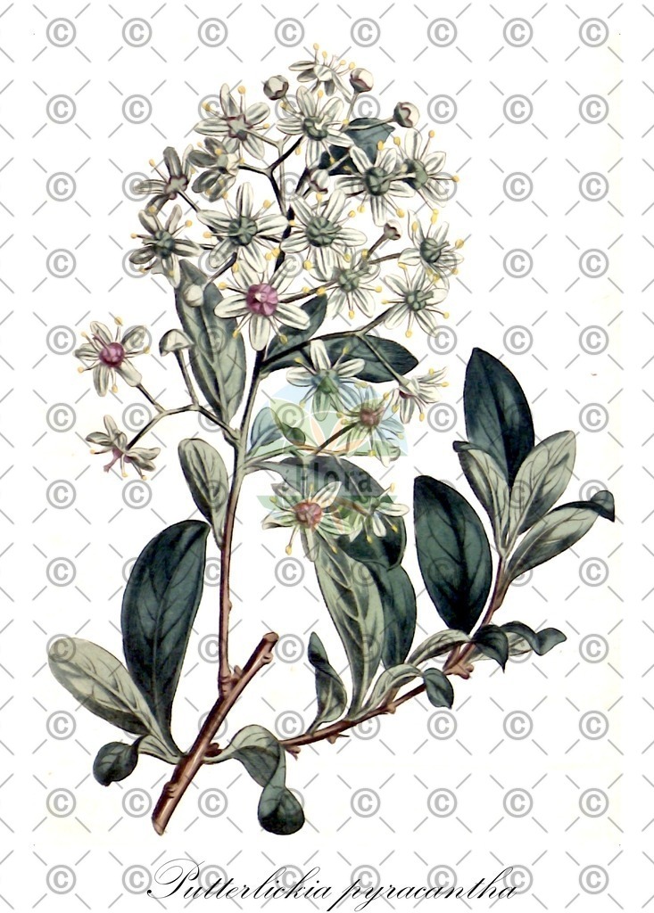 HistAbb_wfo-0000505345_1_ENZY_Simple | Historische Abbildung von Putterlickia pyracantha - Celastraceae | Historical Illustration of Putterlickia pyracantha - Celastraceae