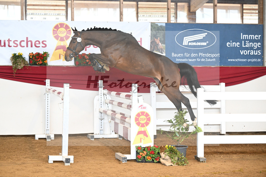 Kat-Nr. 23 I m Special Elly v. Eldorado v d Zeshoek_Rother-Link_16250814 | hf-fotografie - Realizzato con Pictrs.com