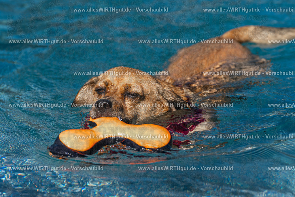 Hundeschwimmen_Volksbad_2026-allesWIRTHgut_Tierfotografie-2609061111-FAY06181 | Professionelle Tierfotografie in Mönchengladbach von Daniel Wirth (allesWIRTHgut). Liebevolle & natürliche Bilder von Hunden & Katzen für unvergessliche Erinnerungen.