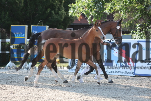 Gestüt_Birkhof_Fohlenchampionat_KN_04 (16) | Alle Fotos der Reiterjournal Fotografin Doris Matthaes im Reiterjournal Online-Fotoshop. - Realisiert mit Pictrs.com