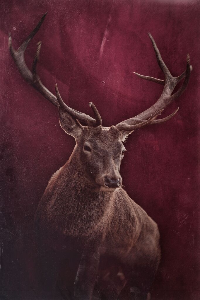 Hirsch-Vintage-GT2A0123 | ap-design // andreas plenk - Realisiert mit Pictrs.com