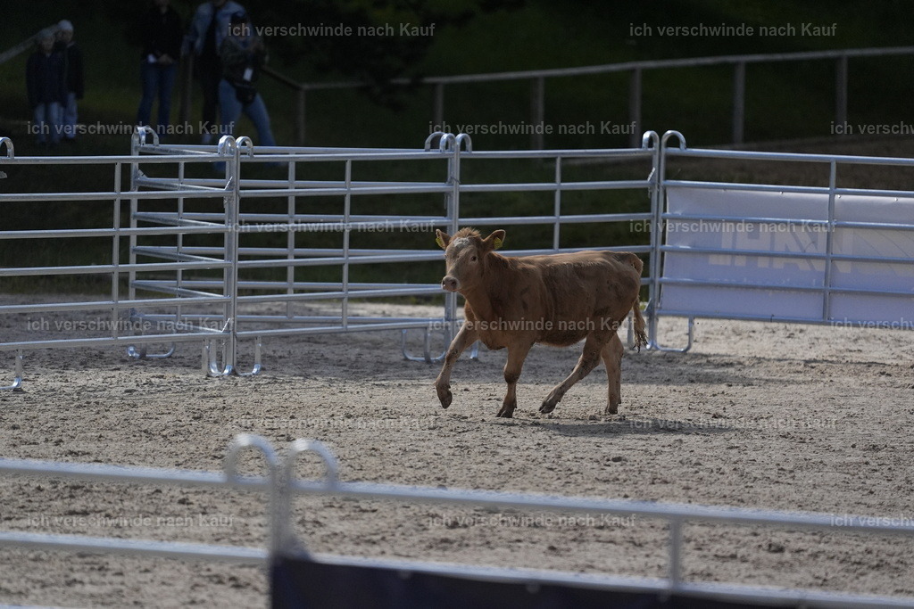 PI26_COW_Stoibphotography_DSC5340.JPG | working equitationturnier fotograf videograf stoibphotography marixx film working equitation deutschland reitsport turnierfotografie eventfotografie equestrian events