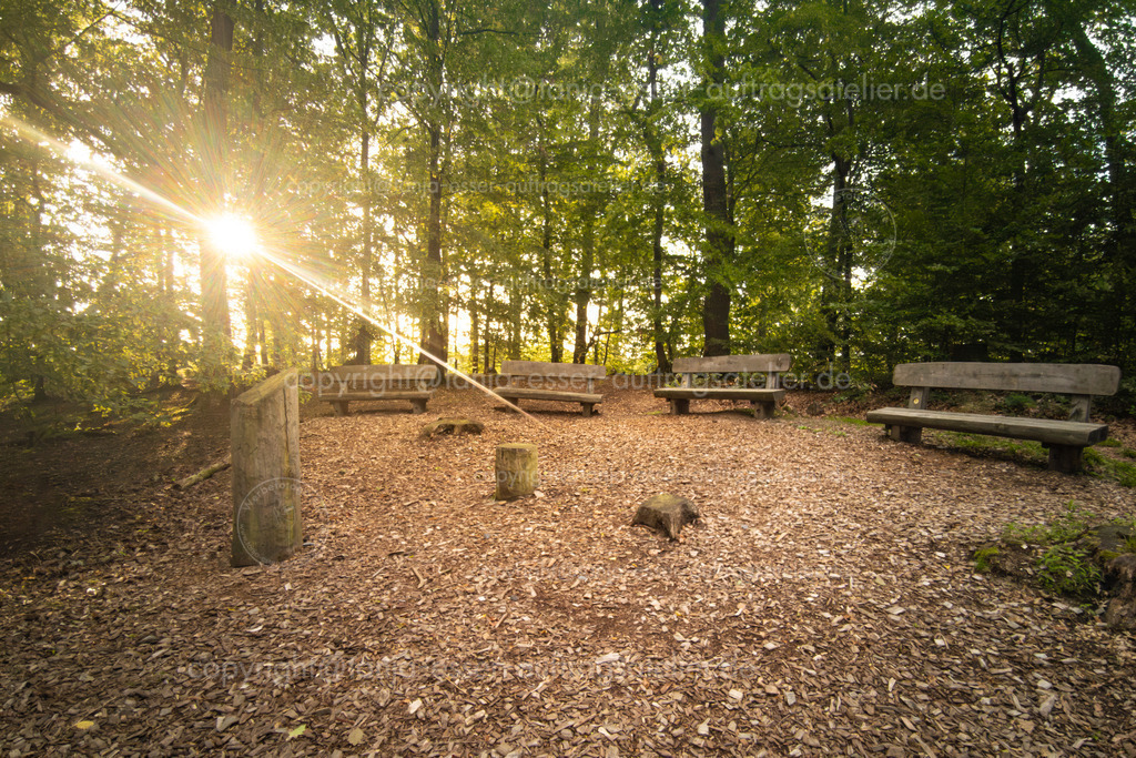 Friedwald Sitzgruppe D | Lichtschein trifft auf Sitzbänke in einem Friedwald. Angehörige von dort beerdigten Personen können zusammen sitzen und eine Abschiedsfeier gestalten. Ein Baumstumpf dient als Rednerpult. Ort des Gedenkens der Verstorbenen.