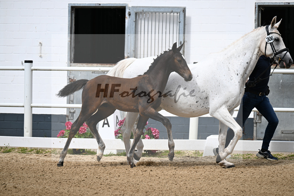 Kat-Nr. 306 Baloutaire PS x Numero Uno_HF_Schenck_20250514 | hf-fotografie - Realisiert mit Pictrs.com