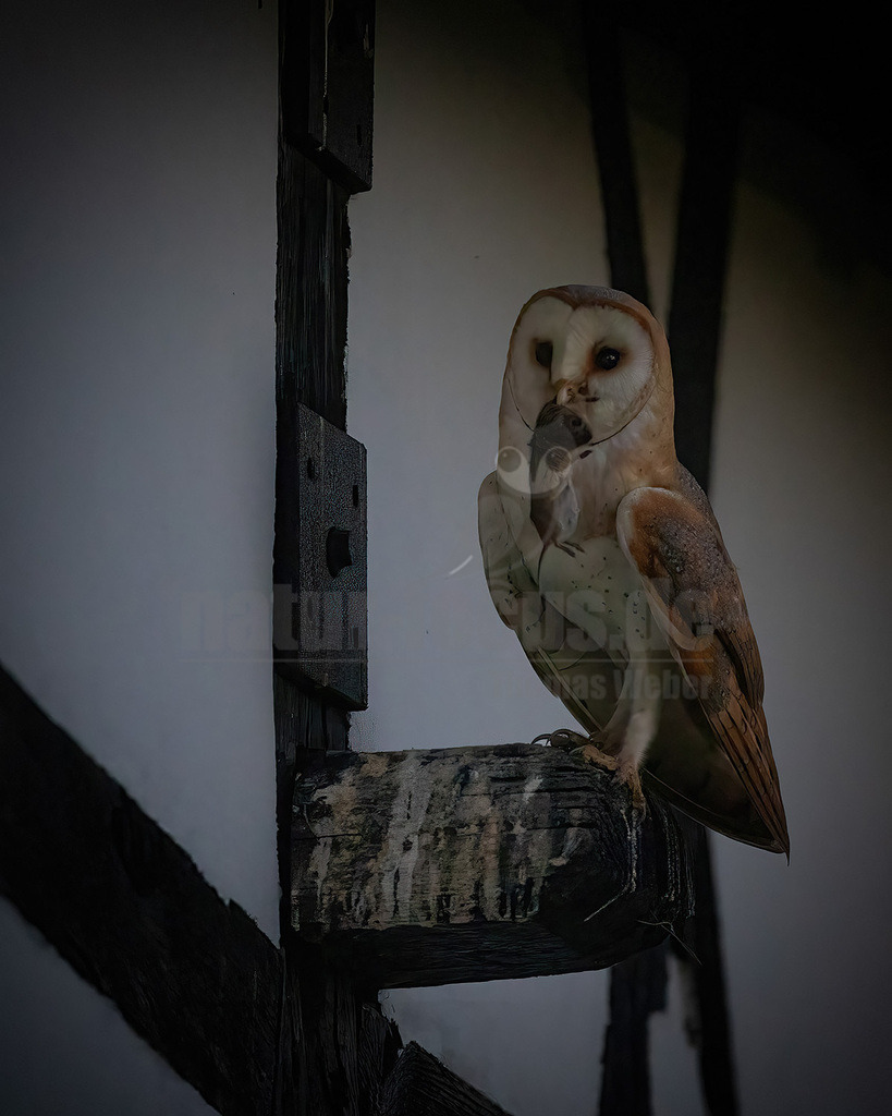 R6NF3418_20240626 | Die Schleiereule ist eine helle, langbeinige Eule ohne Federohren. Charakteristisch für die Schleiereule ist der herzförmige Gesichtsschleier und die relativ kleinen schwarzen Augen. Ihre Unterseite ist weiß bis gelbbraun mit Tropfenflecken, der Schnabel weißrosa, gelblich bis grauweiß. - Realisiert mit Pictrs.com