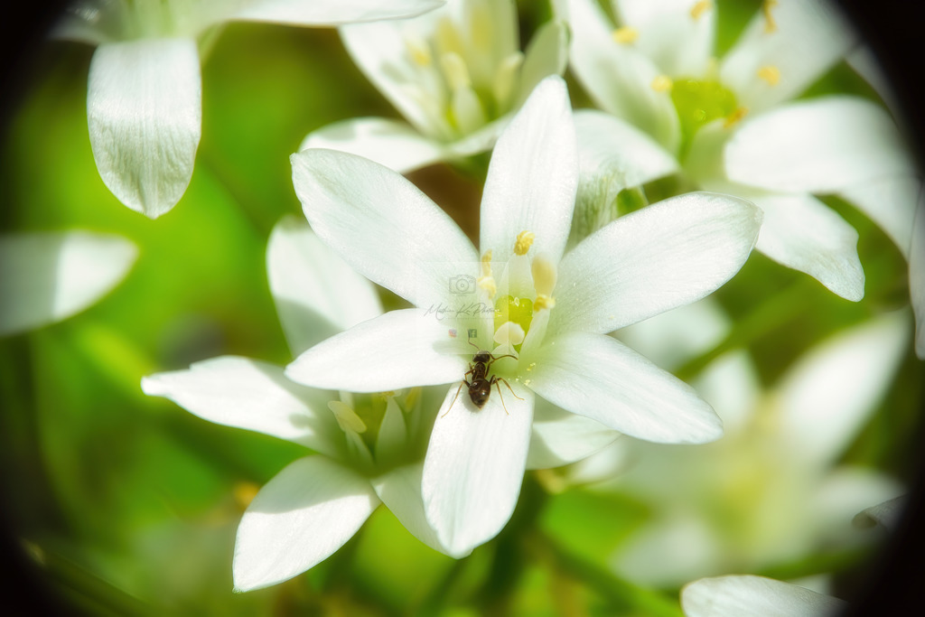 Makro - tierisch (8) | Buche Fotoshootings und entdecke hochwertige Fotoprodukte bei Mathias Ku Photos. Personalisiert, kreativ & mit Liebe zum Detail. Jetzt informieren! - Realisiert mit Pictrs.com