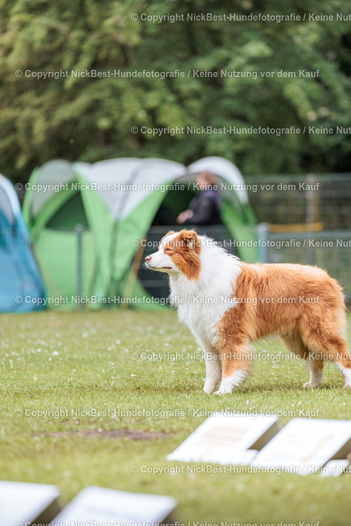 RO-Blumenthal-2026-Nickbest-Hundefotografie-3771 | Dein Hund! Dein Moment! Deine Erinnerungen! Hundefotografie in Bremen Blumenthal. Ich fange die besonderen Momente deines Vierbeiners ein – ob Indoor mit Blitzanlage oder in der freien Natur. Sicher dir dein Moment und dein Termin für eure Erinnerungen.