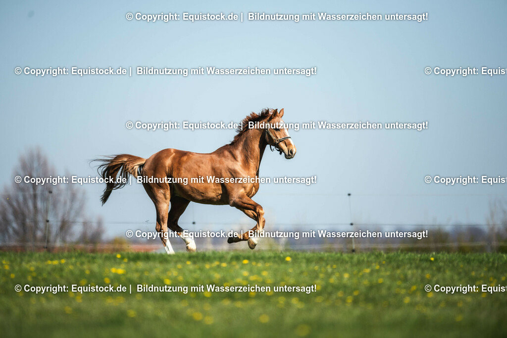 20210426_Pferd-auf-Koppel_0025 | equistock