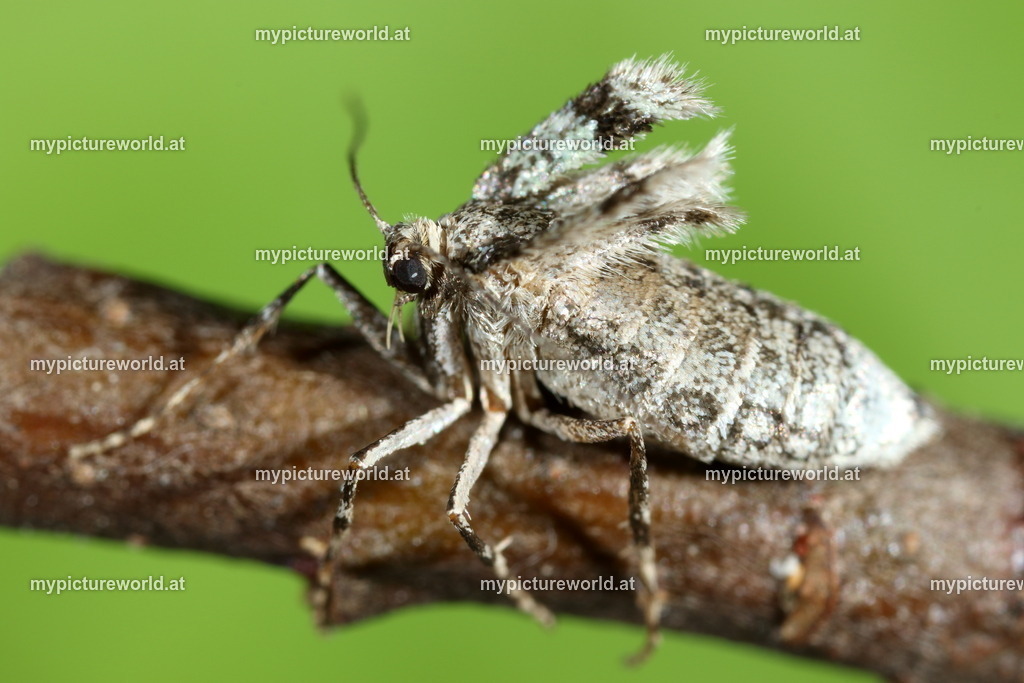 Operophtera brumata-011 | Das Bilderarchiv über Tiere, Planzen und Landschaften. In der Bilddatenbank finden Sie ein große Auswahl an hochwertigen Bilder für Ihre Werbung - Realized with Pictrs.com