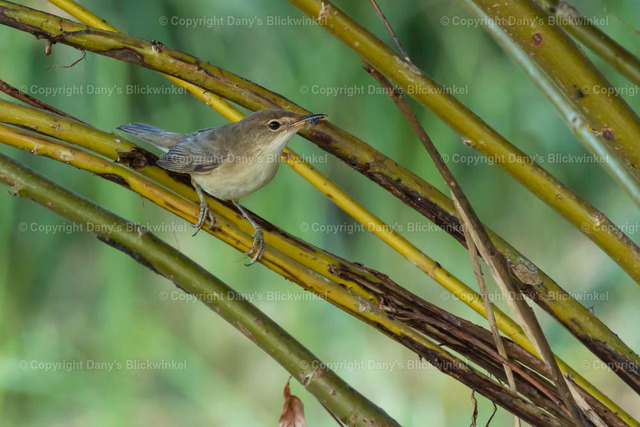 2022145 | Tierfotografie, Tierkalender, Tierbilder, Insekten, Spinnen, Vögel, Schmetterling, Libellen, Leinwand, Colorkey, Qualität, Geschenkartikel, Geschenk - Realisiert mit Pictrs.com