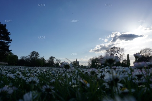 Kölner Bilder 1 | Rheinpark Abendstimmung