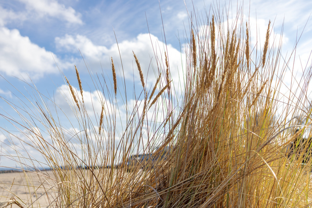Wandbild: Nordische Klarheit: Lichtspiel im Dünengras | Ein Moment voller Weite und frischer Meeresluft. Dieses Wandbild fängt das brillante, klare Licht eines sonnigen Tages an der Ostsee ein. Der goldene Strandhafer im Vordergrund zeichnet sich filigran gegen den tiefblauen Himmel und die vorbeiziehenden Wolken ab, während das Meer im Hintergrund sanft glitzert. Ein Motiv, das die belebende Energie der Küste und die unendliche Freiheit des Horizonts direkt in Ihr Zuhause bringt. Perfekt für alle, die das Meer in seiner reinsten und hellsten Form lieben – ein zeitloses Kunstwerk, das jeden Raum optisch öffnet. - Realisiert mit Pictrs.com