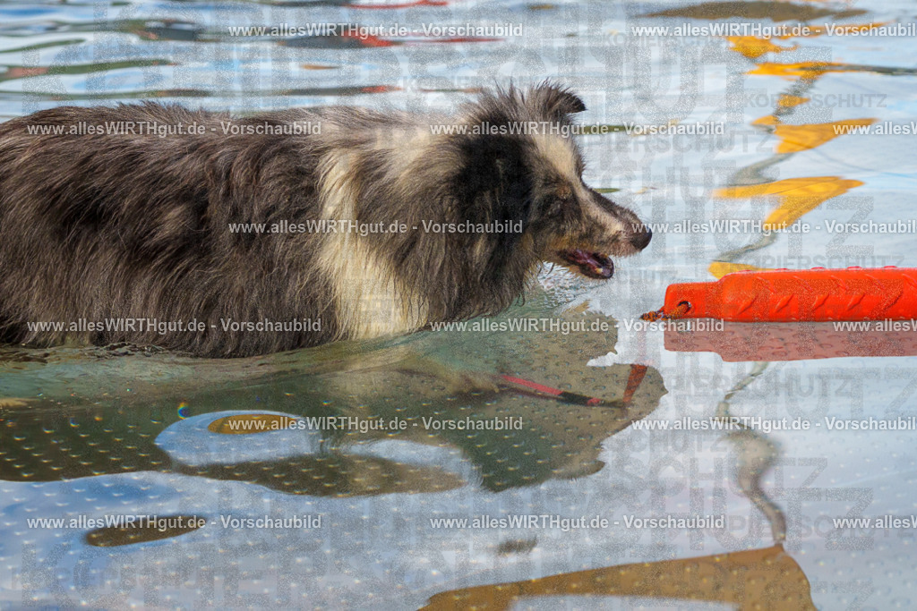Hundeschwimmen_Grefrath_2026-allesWIRTHgut_Tierfotografie-13_27-FAY00627 | Professionelle Tierfotografie in Mönchengladbach von Daniel Wirth (allesWIRTHgut). Liebevolle & natürliche Bilder von Hunden & Katzen für unvergessliche Erinnerungen.