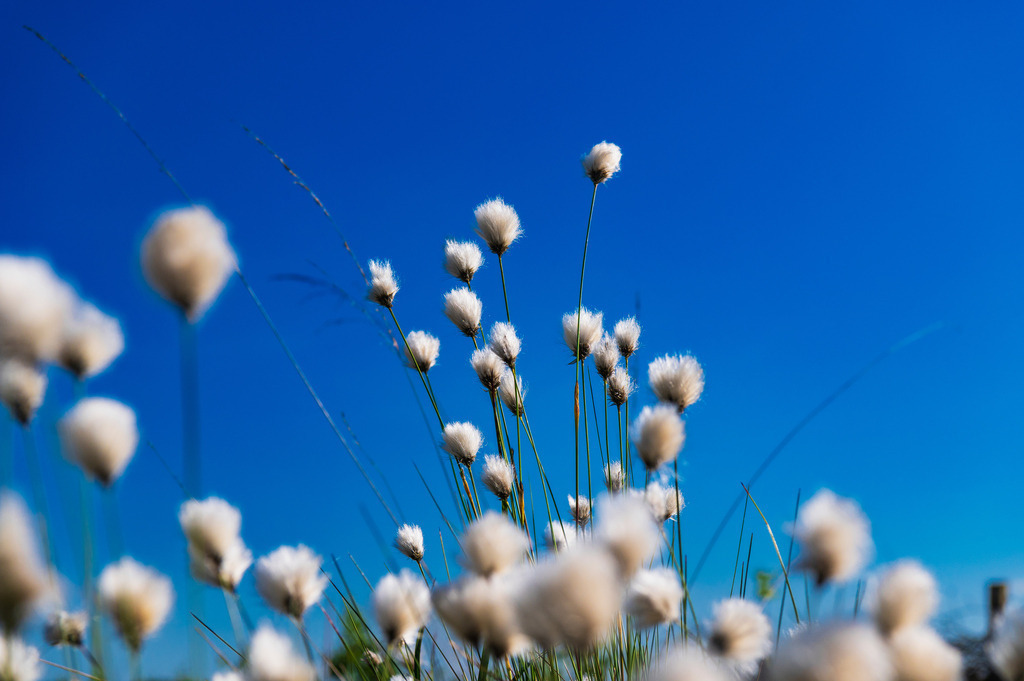2024_05_08_QUICKBORN-HIMMELMOOR_MCP8650 | Hochwertig gedruckte Fotografien für die Wand, als Kalender und zum Verschenken. Hamburg & Norddeutschland und überall wo ich mit der Kamera unterwegs war.