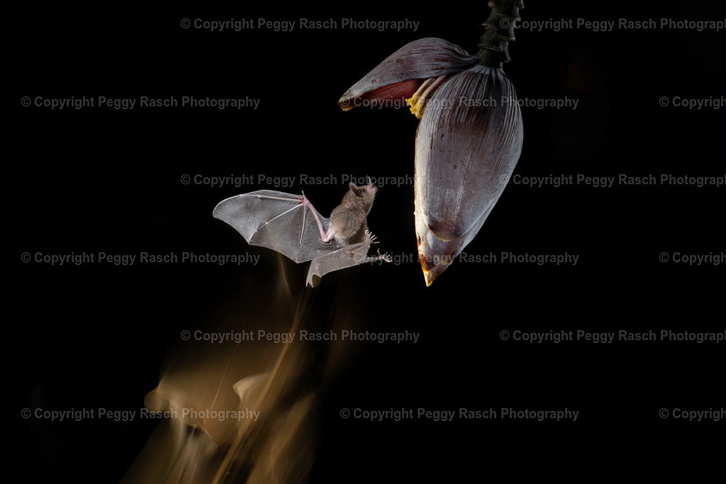 Fledermäuse (9) | PeggyRaschPhotography - Realisiert mit Pictrs.com