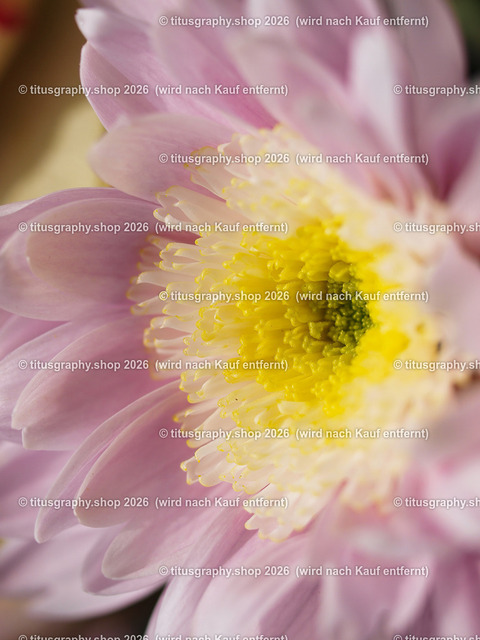 titusgraphy-P5137946_var-079 | Fotokunstarbeit aus der INSTAGRAM-Gallerie auf titusgraphy.eu - Realisiert mit Pictrs.com