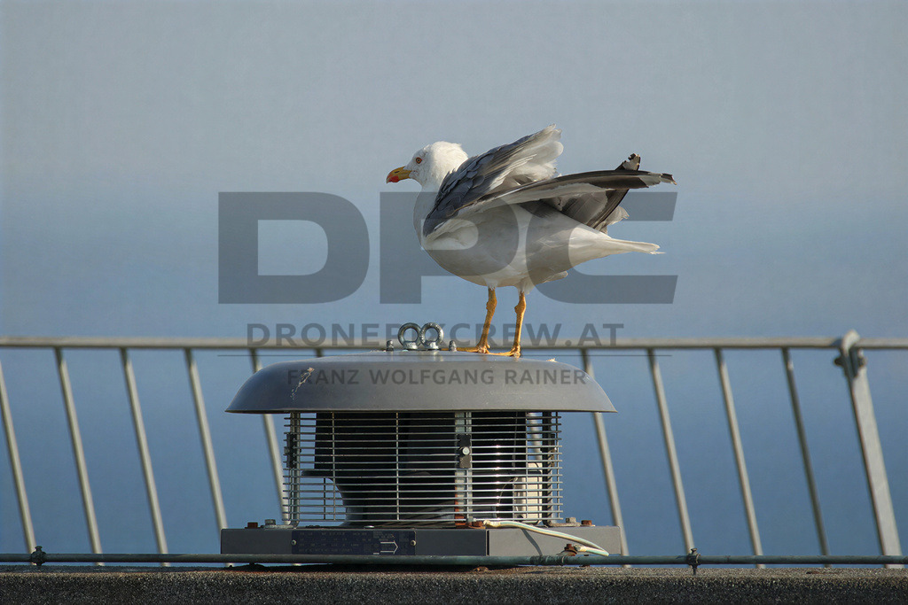 Yellow-legged Gull (Larus michahellis) | Yellow-legged Gull (Larus michahellis), a large gull species commonly found along Mediterranean coasts, rocky shorelines, harbours and coastal areas. - Realisiert mit Pictrs.com