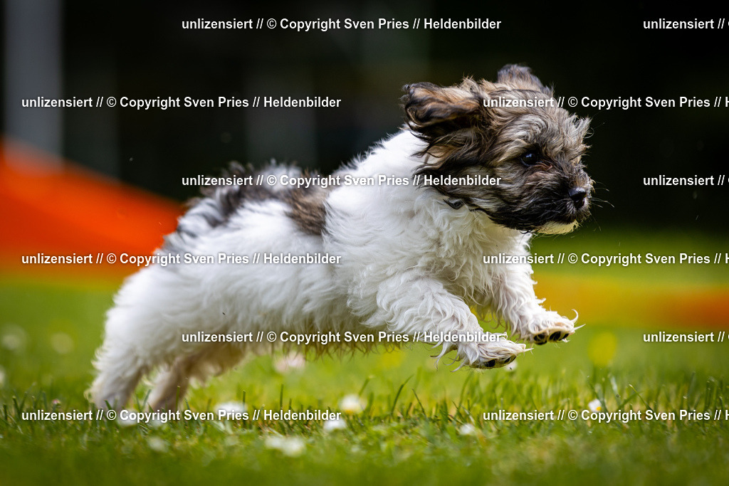 Sven Pries | 2026-05-14 - Hunderennen KA Durlach Vatertag 2026 - Realisiert mit Pictrs.com