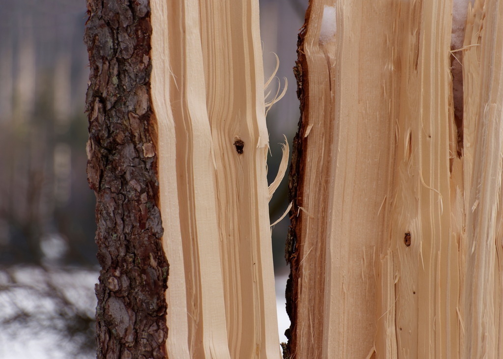 Das todte Holz der Sturm zersplittert | Detailansicht eines zersplitterten Fichtenstammes mit Rinde - Realisiert mit Pictrs.com