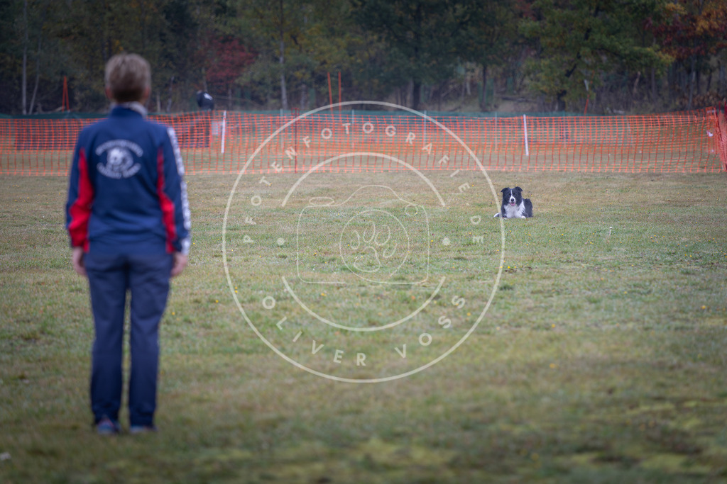 Pfotenfotografie_DV3A9128 | Hundefotografie, Tierfotograf, Pfotenfotografie, Fotoshooting Hund, Hunde Portrait, Hundesport, Hundeportraits, Heideshooting, Hunde, Sportfotograf, Hundefotograf, Turnierhundsport, THS,  - Realisiert mit Pictrs.com