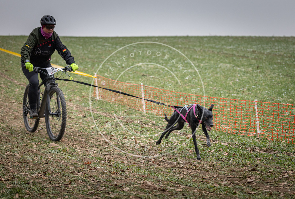 Pfotenfotografie_DV3A1642 | Hundefotografie, Tierfotograf, Pfotenfotografie, Fotoshooting Hund, Hunde Portrait, Hundesport, Hundeportraits, Heideshooting, Hunde, Sportfotograf, Hundefotograf, Turnierhundsport, THS,  - Realisiert mit Pictrs.com