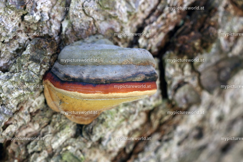 Zunderschwamm-002 | Das Bilderarchiv über Tiere, Planzen und Landschaften. In der Bilddatenbank finden Sie ein große Auswahl an hochwertigen Bilder für Ihre Werbung - Realized with Pictrs.com