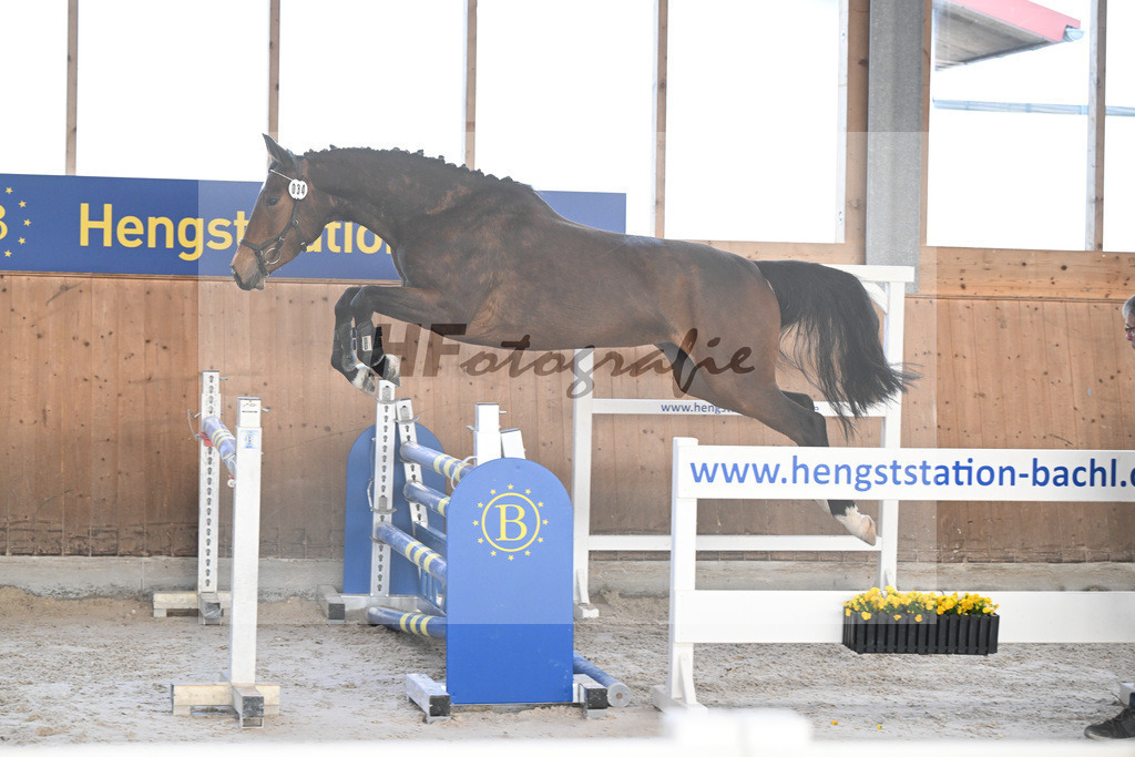 Kat-Nr. 34 Contessa v. Cullinan du Borget B_Pollnow_14260948 | hf-fotografie - Realisiert mit Pictrs.com