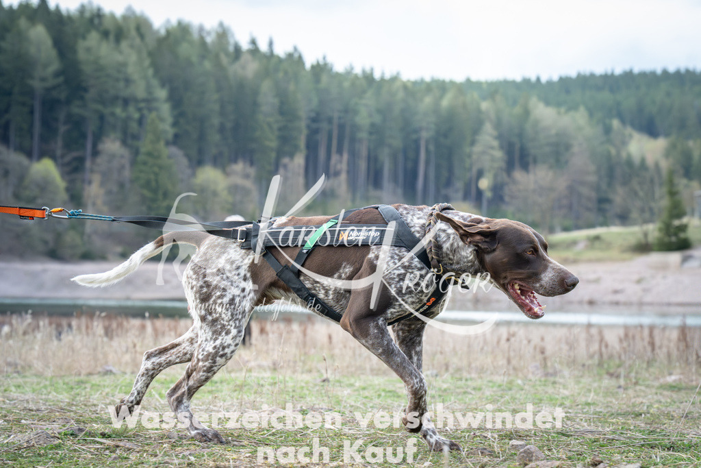 1818_ZZ95717 | kk-dogfotos