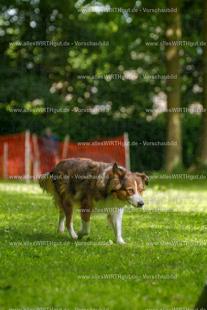 @allesWIRTHgut_Tierfotografie - www.allesWIRTHgut.de - 100552-7R508045 | Professionelle Tierfotografie in Mönchengladbach von Daniel Wirth (allesWIRTHgut). Liebevolle & natürliche Bilder von Hunden & Katzen für unvergessliche Erinnerungen.
